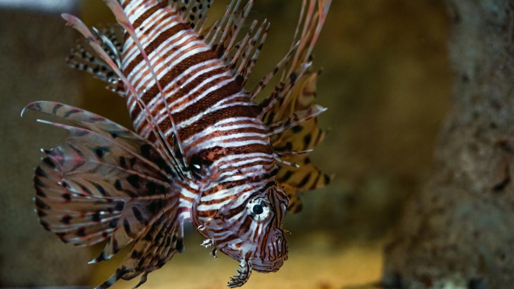 koffer Inschrijven Fonkeling Zee Aquarium Bergen aan Zee van Amazone tot Zeehond!